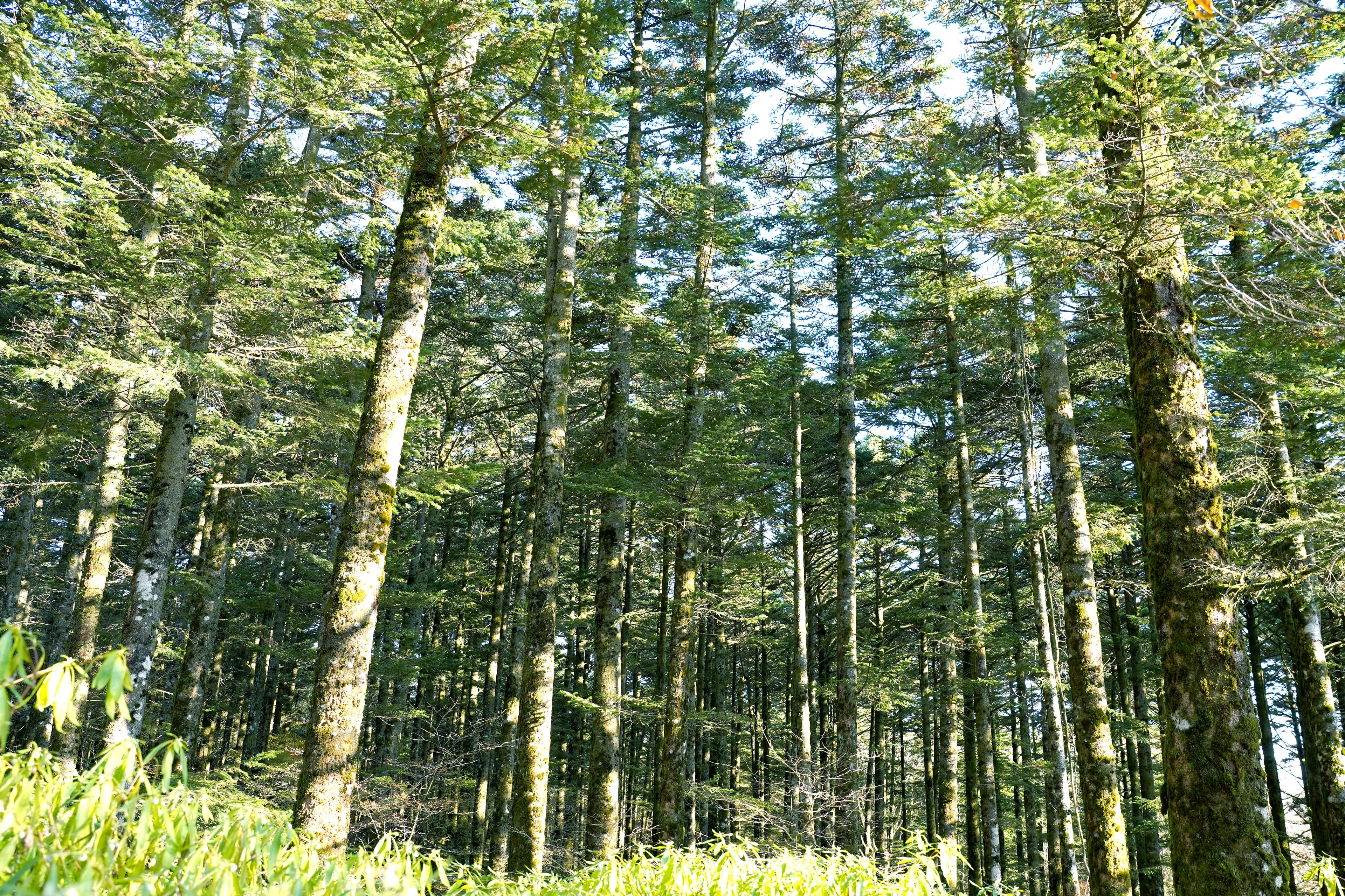 富士山麓のヒノキの森